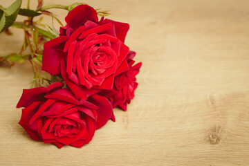 Tiny red rose flower in bloom with red petals close up still isolated on a blurry wooden background