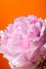 Pink peony flower bouquet in bloom on a white pot isolated on a solid orange background