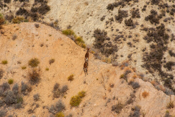 mountain goat in the field near Ugijar