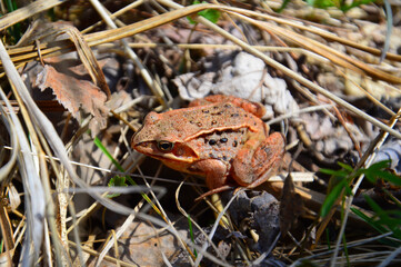 Frog in the grass. Brown-yellow. Spring awakening. Little frog.