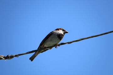 Sparrow is sitting on an electric wire. Sparrow against the blue sky.