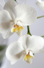 Naklejka na ściany i meble Detailed image of white orchid flower