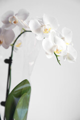 Naklejka na ściany i meble Detailed image of white orchid flower