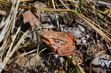 Frog in the grass. Brown-yellow. Spring awakening. Little frog.