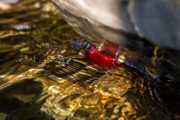 red actinia in natural environment
