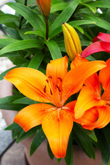 Obraz premium petals of an opened lily in orange
