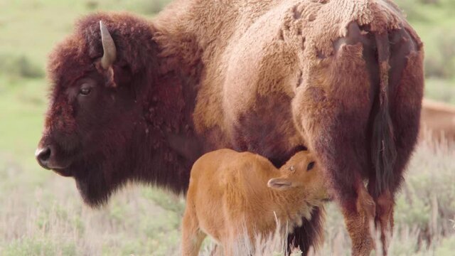 bison with calf nursing at yellowstone national park in wyoming