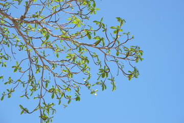 green leaves against blue sky