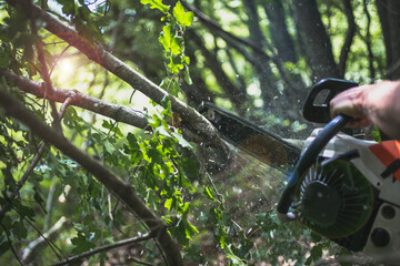 Woodcutter saws tree with chainsaw on sawmill