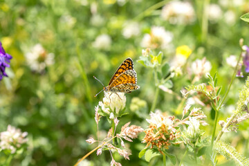 Beautiful butterfly landed on a wildflower in a meadow. Colorful photography, selective focus.