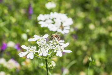 Honey bee collecting pollen from white bloomed flower.  Selected focus, space for text.