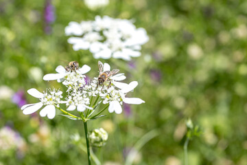 Honey bees collecting pollen from white bloomed flower.  Selected focus, space for text.