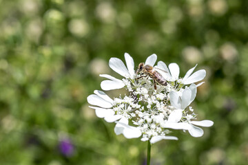Honey bee collecting pollen from white bloomed flower.  Selected focus, space for text.
