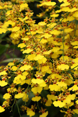 Beautiful yellow orchid flowers surrounded by green leaves