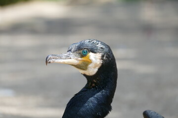 Portrait of an intense looking cormorant with blue eyes