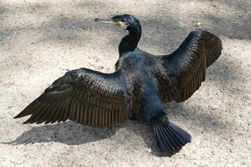 cormorant spreading its wings in the sun to dry up