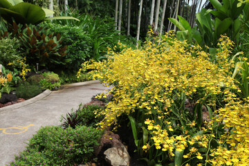 Beautiful Orchid gardens in tropical Singapore