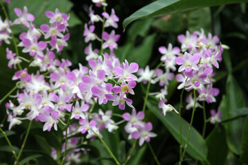 Beautiful orchid flowers in garden in Singapore