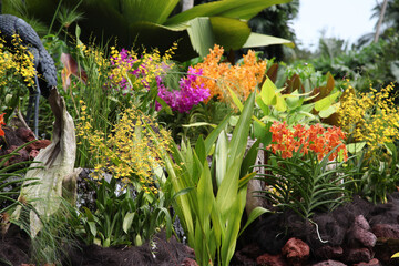 Beautiful Orchid gardens in tropical Singapore