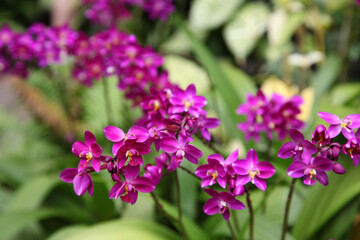 Beautiful orchid flowers in garden in Singapore