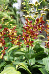 Beautiful orchid flowers surrounded by green leaves in gardens in Singapore