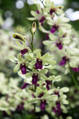 Beautiful orchid flowers surrounded by green leaves in gardens in Singapore