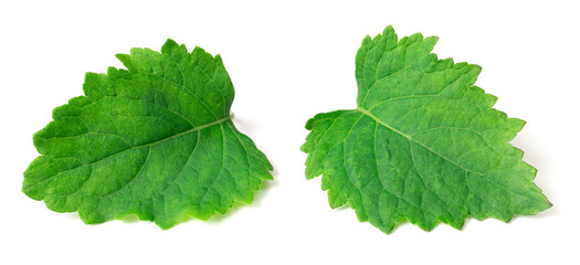 fresh Patchouli (Pogostemon cablin) leaves isolated on the white background