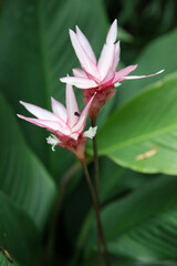 Pretty lavender mist flower in english garden