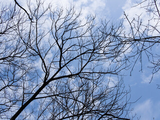 dry tree branches against blue sky