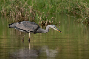Naklejka premium Grey heron (Ardea cinerea), real wildlife - no ZOO