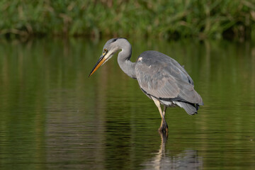 Grey heron (Ardea cinerea), real wildlife - no ZOO