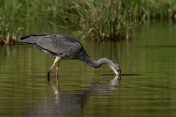 Fototapeta premium Grey heron (Ardea cinerea), real wildlife - no ZOO