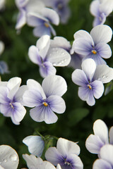 Beautiful purple pansy flower surrounded by green leaves