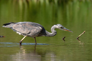 Grey heron (Ardea cinerea), real wildlife - no ZOO