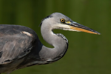 Obraz premium Grey heron (Ardea cinerea), real wildlife - no ZOO