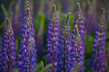 Obraz premium blue and purple lupines blooming in June on a sandy slope