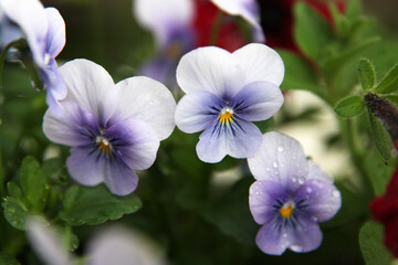Beautiful purple pansy flower surrounded by green leaves