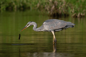 Grey heron (Ardea cinerea), real wildlife - no ZOO