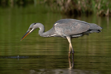 Grey heron (Ardea cinerea), real wildlife - no ZOO
