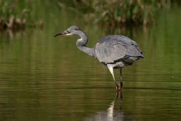Grey heron (Ardea cinerea), real wildlife - no ZOO