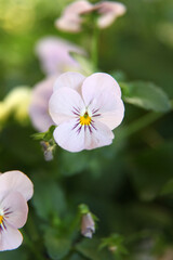 Beautiful purple pansy flower surrounded by green leaves