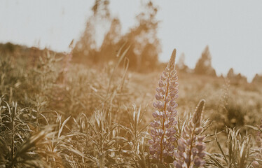 lupins in the field