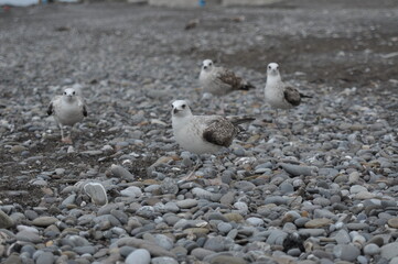 Fototapeta premium The bird on the coast