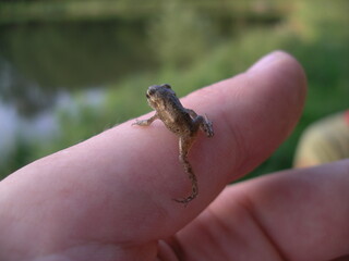 Grenouille