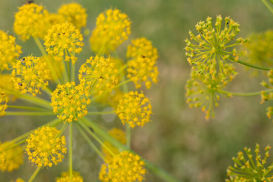 thapsia villosa with bugs yellow