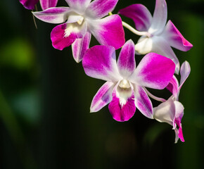 Tropical orchid, Thailand