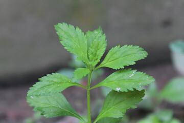 close up of green leaves