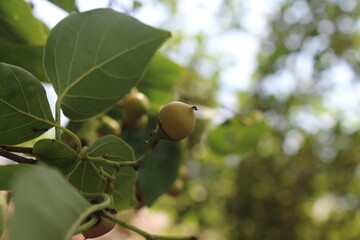 green acorn on tree