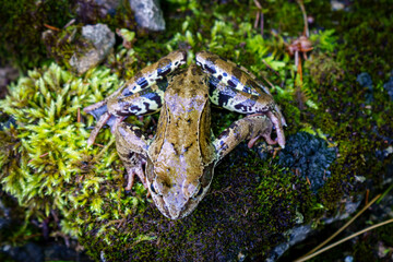 Top view of a green-brown frog sitting on a stone