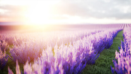 butterflies in lavender field. concept of nature. 3d rendering.